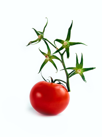 Ripe red tomato on the white background with dry green branch us a stars. Copy space.の写真素材