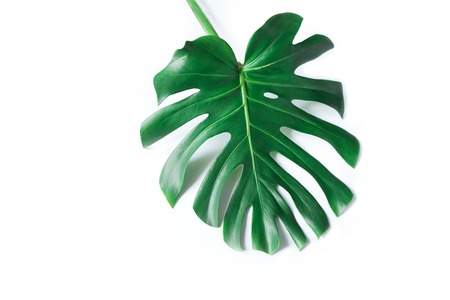 Large green leaf of monstera on a white background. Palette of green and tropical leaves monstera in the style fine art.の写真素材