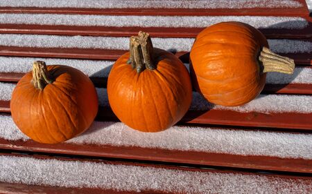 Three big pumkins on the wooden table on the terrasa. Bright orange vegetables on the orange background witn first snow.の写真素材
