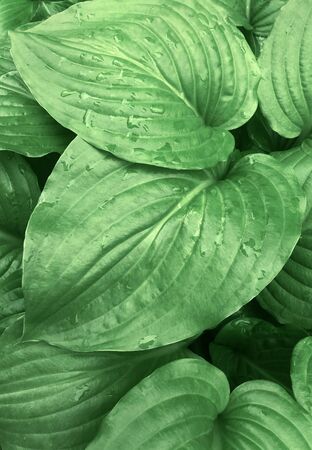 Tropical green leaves with rain drops on dark background, nature summer forest plant concept,の写真素材