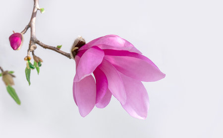 Close Up of Pink Magnolia flower on the White Backgroundの写真素材