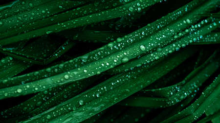 Green branch with raindrops on the leaves, tropical weather.の写真素材