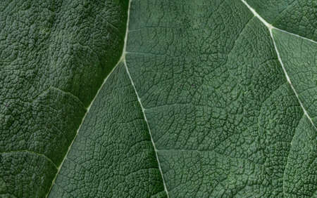 Close Up large green tropical leaf with veins.の写真素材