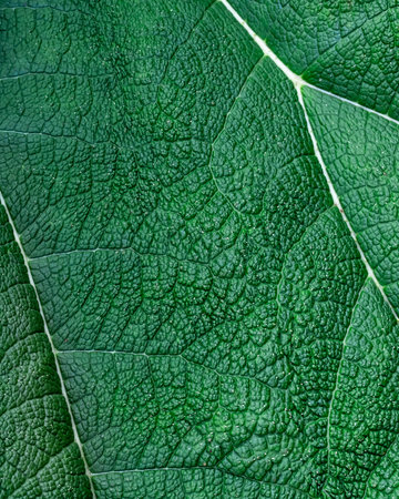 Close Up large green tropical leaf with veins.の写真素材