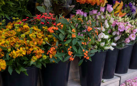A lot of autumn garden flowers on the street market in the Netherlands.の写真素材