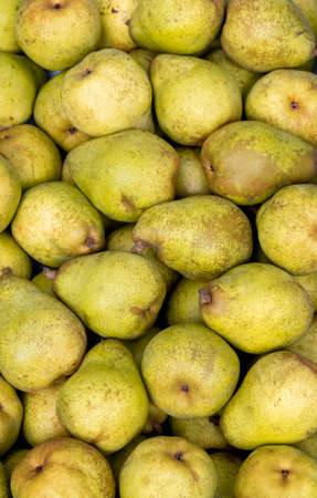 Background of green dutch Pears in greenhouse or market.の写真素材