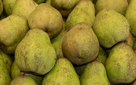 Background of green dutch Pears in greenhouse or market.の写真素材