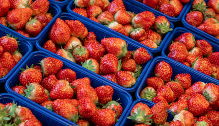 Background a lot of dutch red berry strawberry in greenhouse or market.の写真素材