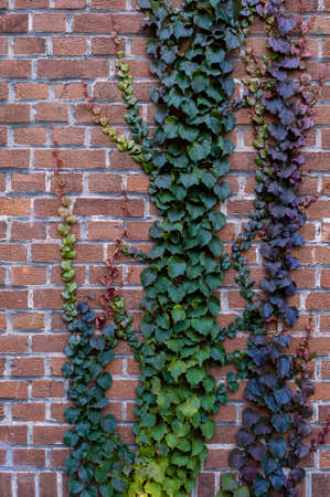 Brick wall greenery growth bunch street grass leaf violet purpleの写真素材
