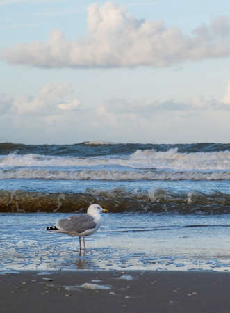 Gray gull stands on the sea or ocean shore in water and looks into the distance. Scheveningen, The Hague, Den Haag, Netherlandsの写真素材