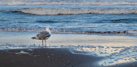Gray gull stands on the sea or ocean shore in water and looks into the distance. Scheveningen, The Hague, Den Haag, Netherlandsの写真素材