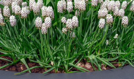 Young hyacinth shoots with roots and bulbsの写真素材