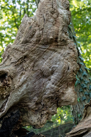 Old and fairy tale bark of damaged tree, space wooden background in the deep forest.の写真素材