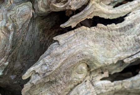 Old and fairy tale bark of damaged tree, space wooden background in the deep forest.の写真素材