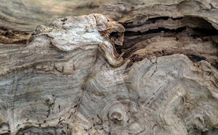 Old and fairy tale bark of damaged tree, space wooden background in the deep forest.の写真素材