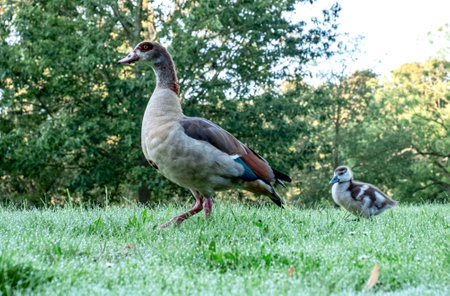 Duck of rare breed in the morning on the Netherlands Parkの写真素材