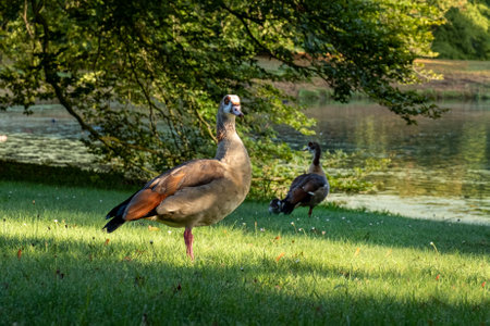 Colorful Duck of rare breed in the morning on the Netherlands Parkの写真素材