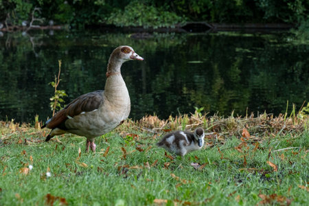 Colorful Duck of rare breed in the morning on the Netherlands Parkの写真素材