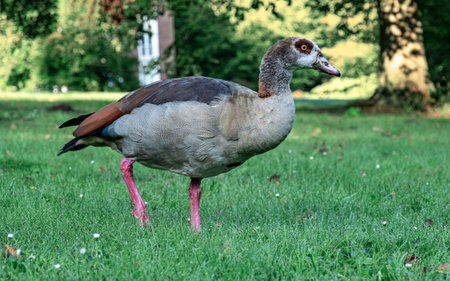 Duck of rare breed in the morning on the Netherlands Parkの写真素材