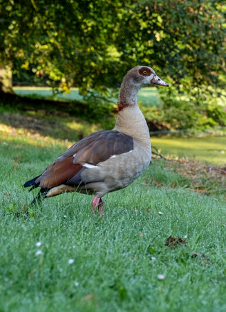 Colorful Duck of rare breed in the morning on the Netherlands Parkの写真素材