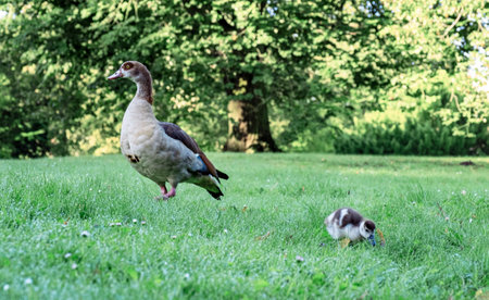 Colorful Duck of rare breed in the morning on the Netherlands Parkの写真素材