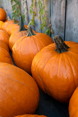 A Lot of Big Yellow, orange pumpkins and squashes, harvest in the Netherlands, sales on the farms.の写真素材