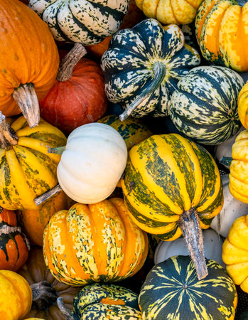 Yellow, orange, black, green and white pumpkins and squashes, harvest in the Netherlands, sales on the farms.の写真素材