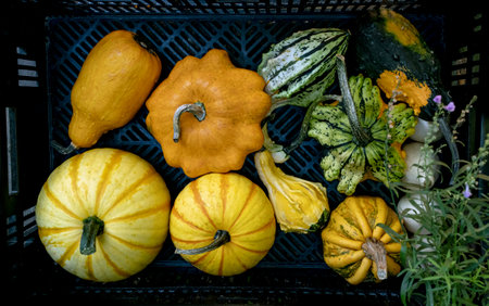 Colorful varieties, yellow, orange and green pumpkins and squashes, harvest in the Netherlands, sales on the farms.の写真素材