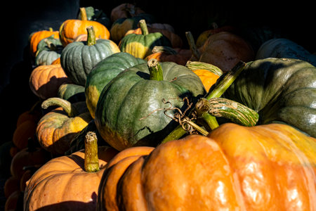 Colorful varieties, yellow, orange and green pumpkins and squashes, harvest in the Netherlands, sales on the farms.の写真素材
