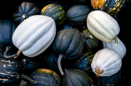black, green and white pumpkins and squashes, harvest in the Netherlands, sales on the farms.の写真素材