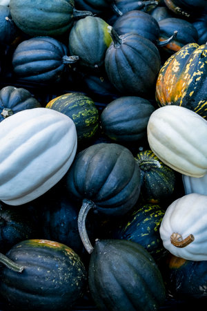 black, green and white pumpkins and squashes, harvest in the Netherlands, sales on the farms.の写真素材