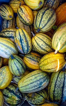 Colorful varieties, yellow, orange and green pumpkins and squashes, harvest in the Netherlands, sales on the farms.の写真素材