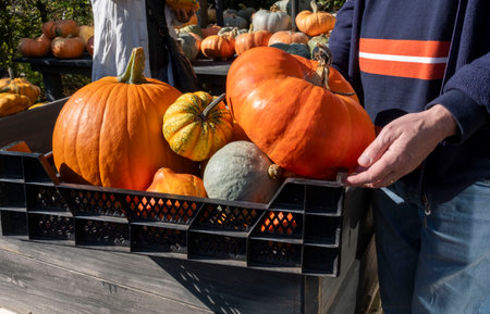 Colorful varieties, yellow, orange and green pumpkins and squashes, harvest in the Netherlands, sales on the farms.の写真素材