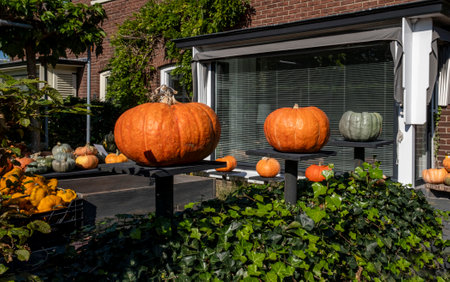Yellow, orange, black, green and white pumpkins and squashes, harvest in the Netherlands, sales on the farms.の写真素材