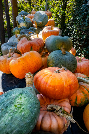 Colorful varieties, yellow, orange and green pumpkins and squashes, harvest in the Netherlands, sales on the farms.の写真素材