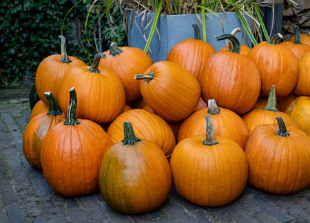 Colorful varieties, yellow, orange and green pumpkins and squashes, harvest in the Netherlands, sales on the farms.の写真素材