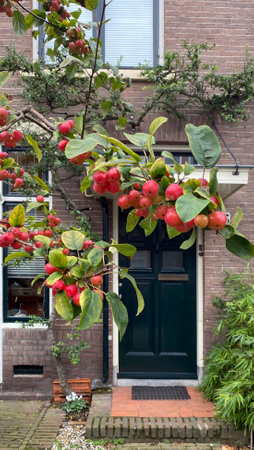 Ordinary front doors in the fall with ripened fruits and berriesの写真素材