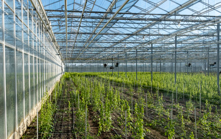 White modern greenhouse in the sunny day on the blue sky in the Westland, Netherlands.の写真素材