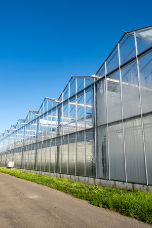 White modern greenhouse in the sunny day on the blue sky in the Westland, Netherlands.の写真素材