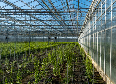 White modern greenhouse in the sunny day on the blue sky in the Westland, Netherlands.の写真素材