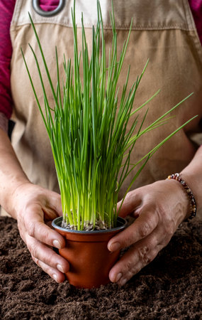 A large bunch and bundle of young garlic shoots. The hand holds green garlic growing from the groundの写真素材