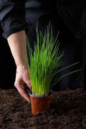 A large bunch and bundle of young garlic shoots. The hand holds green garlic growing from the groundの写真素材