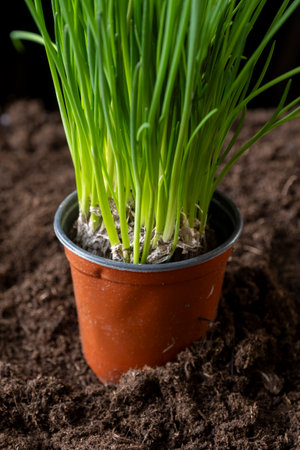 A large bunch and bundle of young garlic shoots. The green garlic growing from the ground on the black background.の写真素材