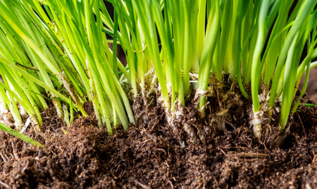 A large bunch and bundle of young garlic shoots. The green garlic growing from the ground on the black background.の写真素材