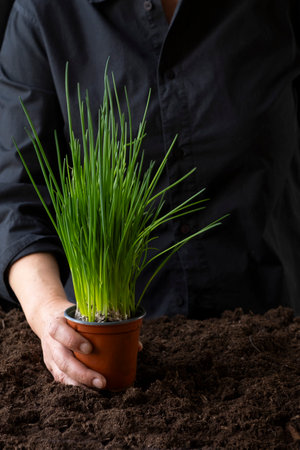 A large bunch and bundle of young garlic shoots. The hand holds green garlic growing from the groundの写真素材