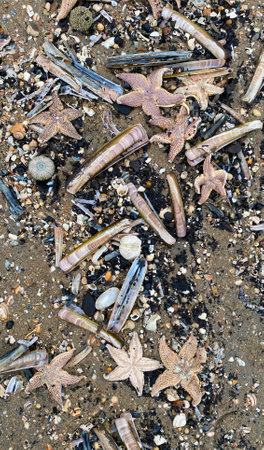 On the shores of the North Sea among stones and sand are many sea animals after a storm, top view.の写真素材