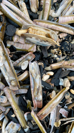 On the shores of the North Sea among stones and sand are many dead sea animals after a storm, top view.の写真素材