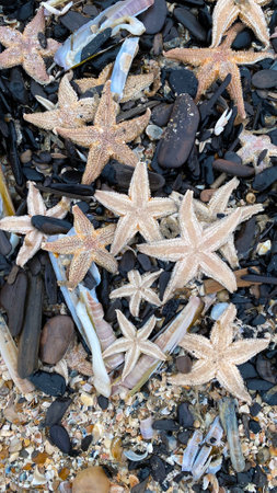 On the shores of the North Sea among stones and sand are many sea animals after a storm, top view.の写真素材