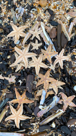 On the shores of the North Sea among stones and sand are many sea animals after a storm, top view.の写真素材