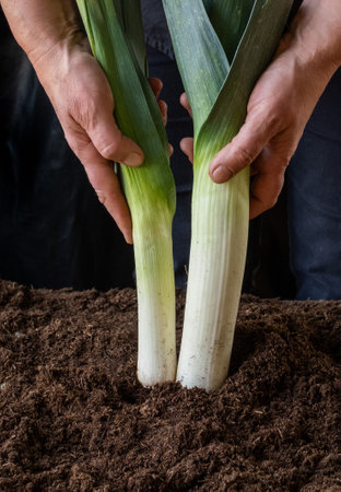 hand farmer hold fresh large onion leek black ground crop greenhouse background Netherlands harvestの写真素材